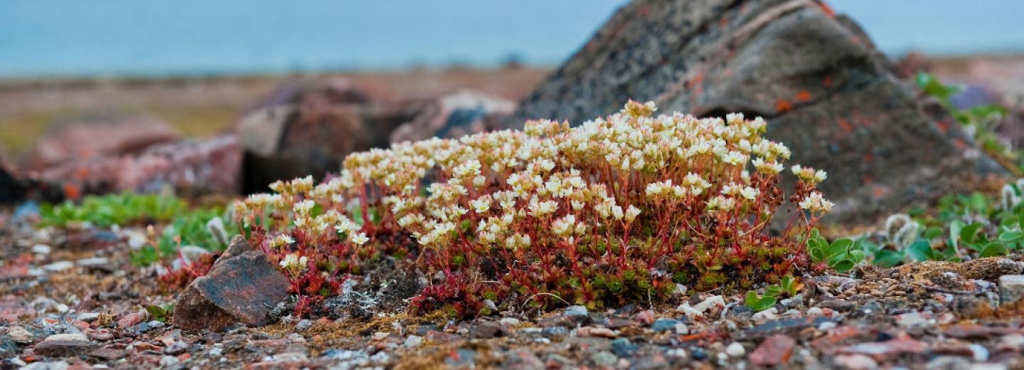 Tundra flowers